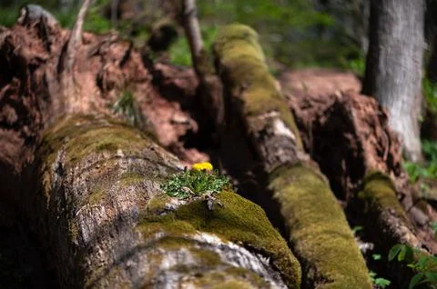 Tiny Dandelions Growing On Fallen Forest Tree Photos