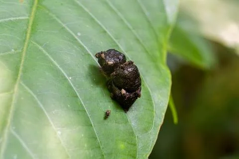 Tiny dark beetle rests on broad green leaf Stock Photos