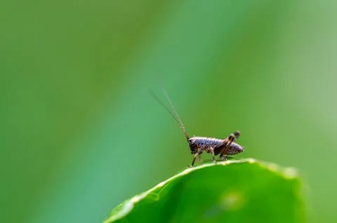 A tiny Dark bush-Cricket nymph, Pholidoptera griseoaptera, sitting on a sti.. Stock-Fotos