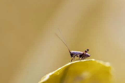 A tiny Dark bush-Cricket nymph, Pholidoptera griseoaptera, sitting on a sti.. Foto stock