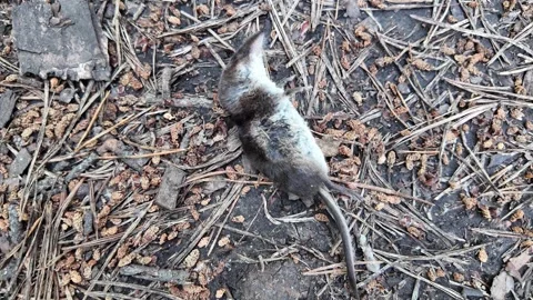 Tiny dead shrew in forest highlights fragility of ecosystems Stock Footage 318459522