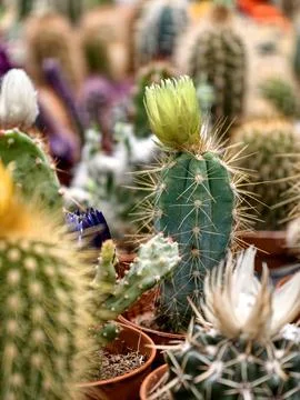 Tiny decorative cacti displayed for sale at a plant and flower market Fotos de archivo