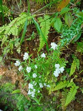 Tiny Delicate White Flowers Blooming Among Wild Forest Foliage Stock Photos