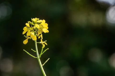 Tiny delicate yellow wild flower resting on a slender stem Фото