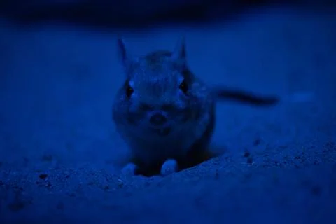 Tiny desert jerboa at night Stock Photos