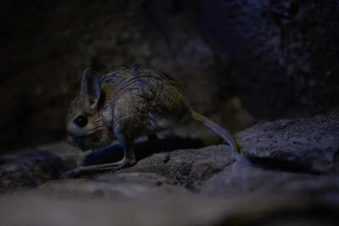 Tiny desert jerboa at night Stock Photos