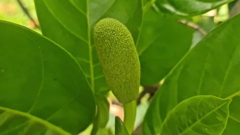 Tiny Developing Jackfruit Fruit on Branch – Tropical Fruit Growth Cycle Video stock 331072370