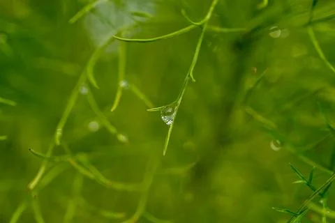 Tiny dewdrop hangs from slender green stem Stock Photos