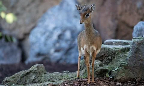Tiny dik-dik antelope standing alert on rocky ground 스톡 사진
