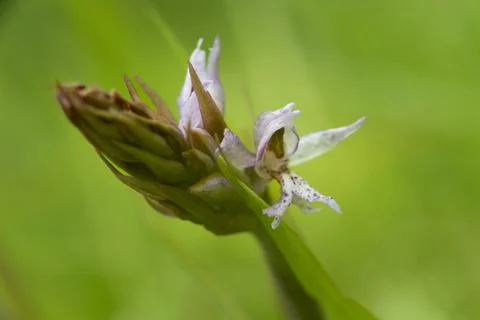 Tiny dino Stock Photos