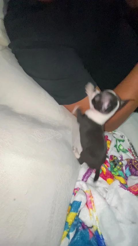 Tiny Dog Barks At Owner, Costa Rica - 23 Nov 2023 Stock Footage 256927886