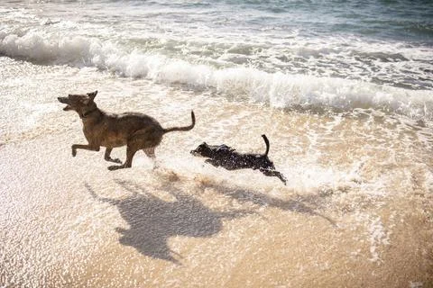 Tiny dog chasing. larger dog through the beach in Hawaii Stock Photos