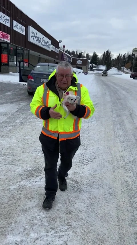 Tiny Dog in Cute Outfit has a Big Attitude, Prince George, British Columbia, Can Stock Footage 205422855