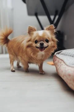 Tiny dog with fluffy ears and tail smiles brightly Foto stock