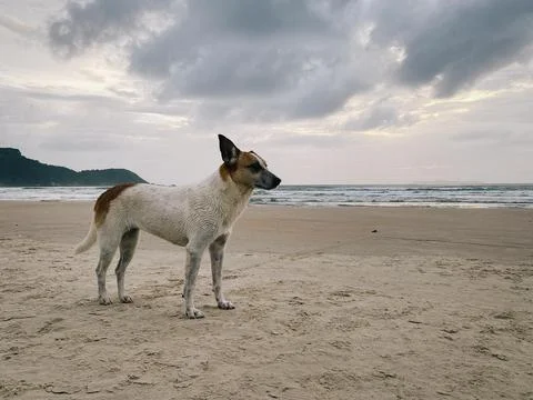 Tiny dog at Mariscal beach, Florianopolis, Brazil Foto stock