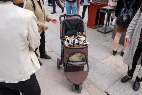 Tiny dog in a pram. Stock Photos