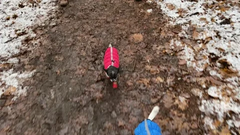 Tiny dogs and group of happy alternative friends go for winter walk Stockbeeldmateriaal 149713933