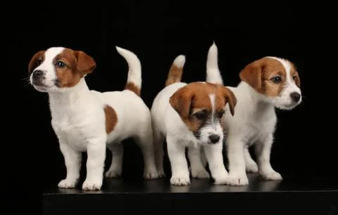 Tiny dogs. Black background Stock Photos
