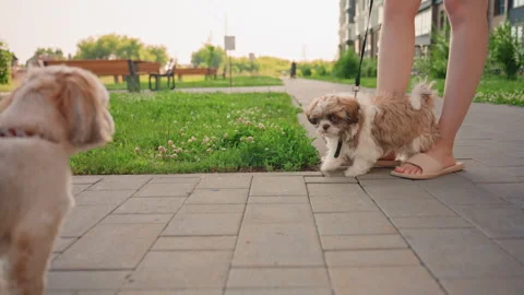 Tiny Dogs Interact On Street With Friendly Owner Present Nearby, Small Dogs Meet Stock Footage 327084303