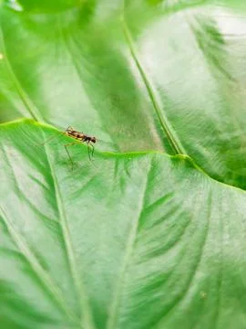 Tiny Dolichopodidae fly with iridescent body resting on a natural green leaf. Stock Photos