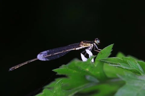 Tiny dragonflies perches on the leaves of wild plants, North China Stock Photos
