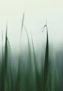 Tiny dragonfly outdoors macro in the wild, in magical morning grass. 写真素材
