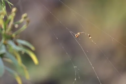 Tiny dried seeds suspended on delicate spider silk 写真素材