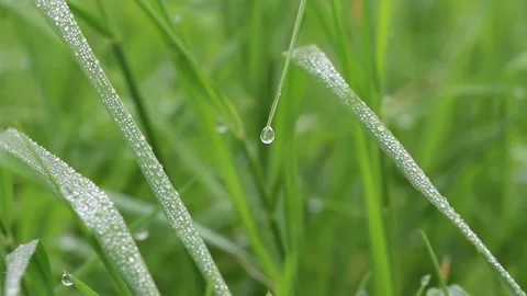 Tiny droplets of dew on the blades of grass. Dew drops on green grass Stock Footage 150438820