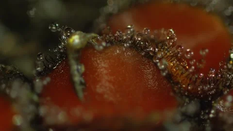 Tiny droplets on tiny hairs on tiny orange red fungus slide macro 库存影片 140473186