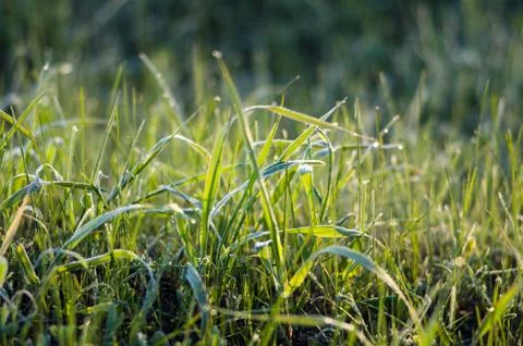 Tiny drops of dew on the green grass Stock Photos