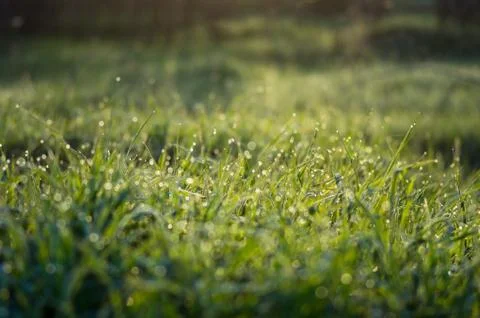 Tiny drops of dew on the green grass Stock Photos