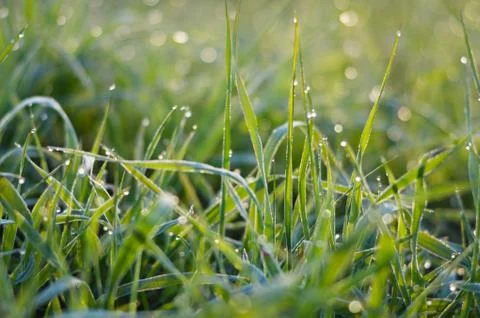 Tiny drops of dew on the green grass Foto stock