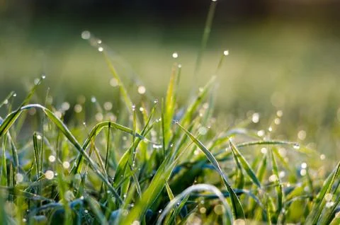 Tiny drops of dew on the green grass Foto stock
