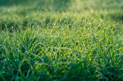 Tiny drops of dew on the green grass Foto stock