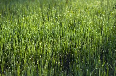 Tiny drops of dew on the green grass Stock Photos