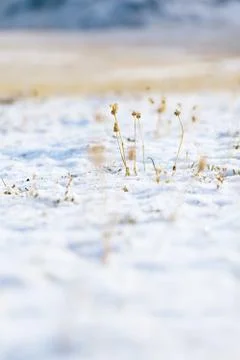 Tiny dry flower with snow in high mountain valley Stock Photos