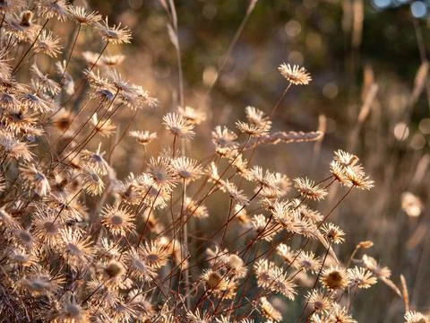 Tiny dry flowers on a meadow at evening on a defocused natural background Stock Photos