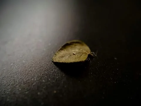 A tiny dry leaf with Dark background Stock Photos