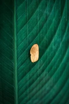 Tiny dry leaf on green leaf with vein textured 写真素材