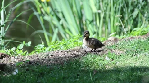 Tiny Duckling By Pond Vídeo Stock 53898418