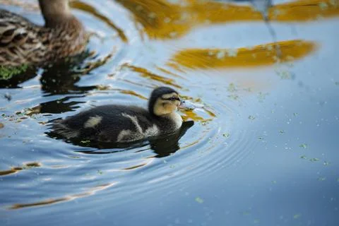 A Tiny Duckling's First Swim in Tranquil Waters Stock Photos