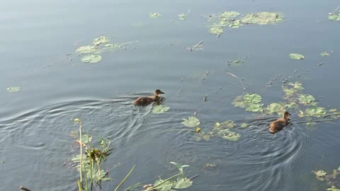Tiny Ducklings Glide Gracefully Across a Serene Pond at Golden Sunrise Stock Footage 345555470