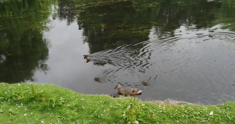 Tiny ducklings in the pond Stock Footage 133604016