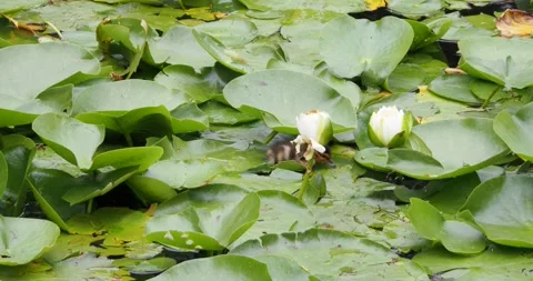Tiny ducklings in the pond Stock Footage 133604386