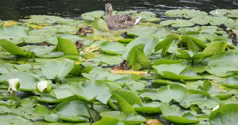Tiny ducklings in the pond Stock Footage 133604456