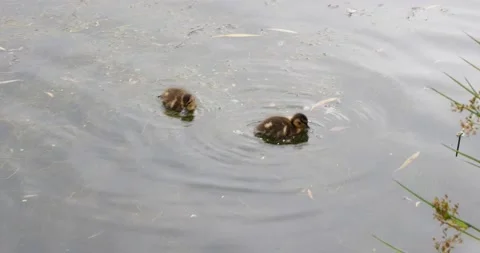 Tiny ducklings in the pond Stock Footage 133604566
