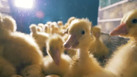 Tiny ducks sit in one box, close up. Many ducklings are on a farm, sitting in a Stock Footage 91221369