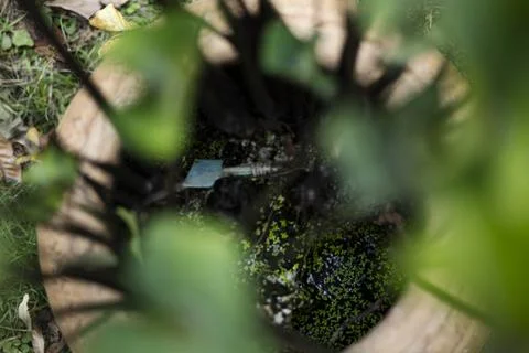 Tiny Duckweed Floating in Lotus Basin Stock Photos