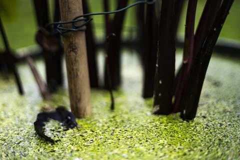 Tiny Duckweed Floating In Lotus Basin Stock Photos