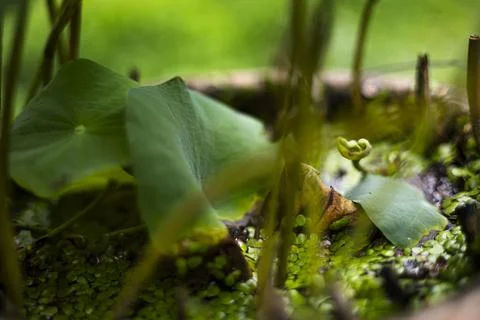 Tiny Duckweed Floating In Lotus Basin Stock Photos